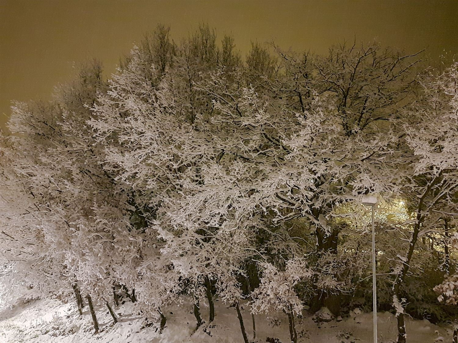 Robles nevados frente al edificio, vistos desde el balcón